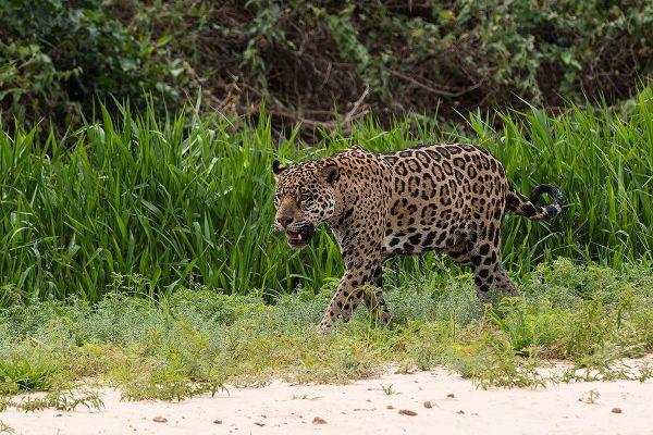 Pitamitz, Sergio 아티스트의 Jaguar-Pantanal-Mato Grosso-Brazil작품입니다.
